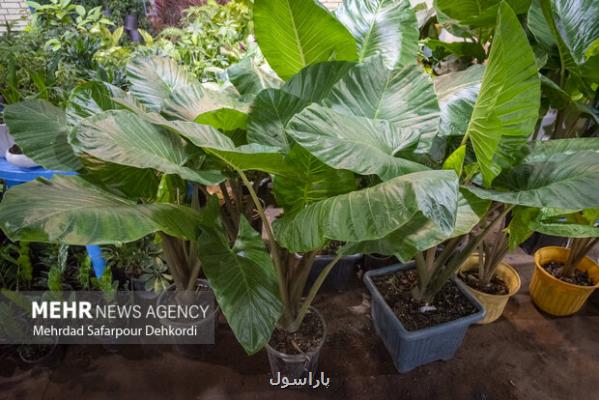 مراقبت از کودکان در مقابل گیاهان آپارتمانی