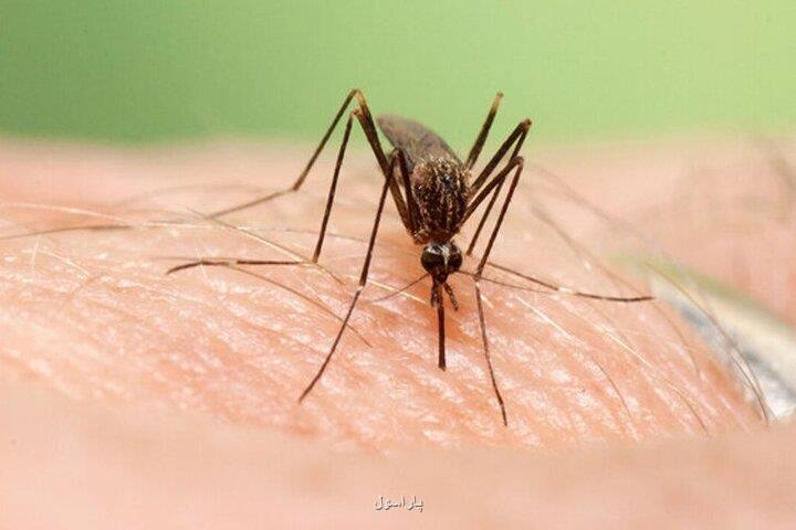 کدام مناطق کشور آلوده به پشه آئدس شده اند