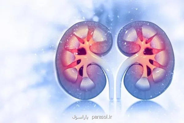 سلامت مغز با عملکرد کلیه ها مرتبط می باشد