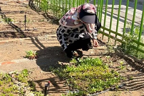 باغچه های خانگی در پایین آوردن خطر مبتلاشدن به دیابت موثرند