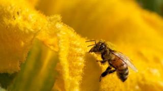 زنبور گزیدگی از واكنش های آلرژیك تا مرگ