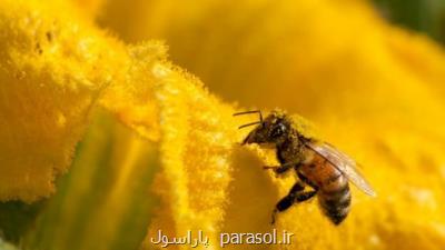 زنبور گزیدگی از واكنش های آلرژیك تا مرگ