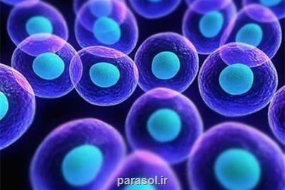 سلول های بنیادی جنینی حاوی جهش های سرطانی هستند