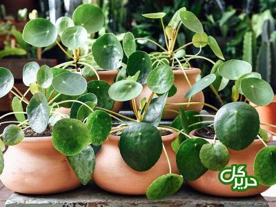 چند ترفند برای خوشگل كردن منزل با گیاهان آپارتمانی
